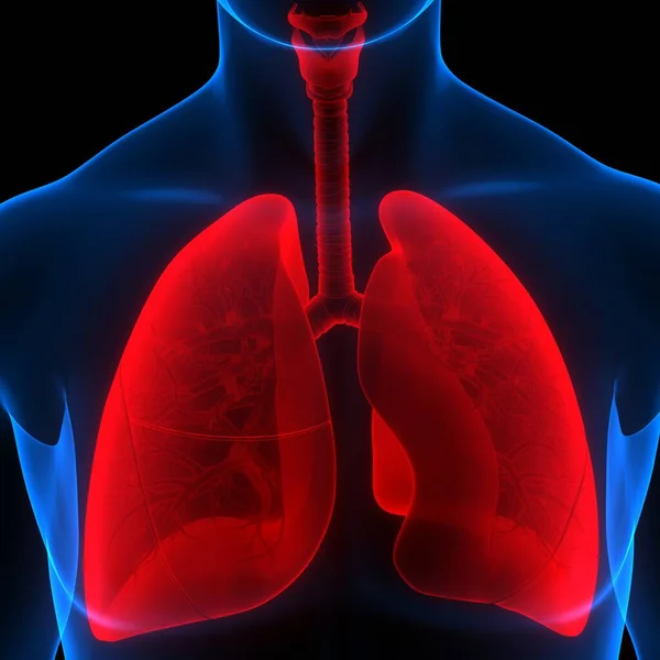 Anatomie Pulmonaire Système Respiratoire Humain — Photo