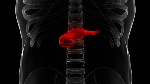 Anatomia Pâncreas Órgão Interno Humano — Fotografia de Stock