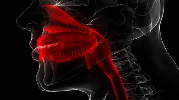 Nsan Solunum Sistemi Anatomisi Boyut — Stok fotoğraf
