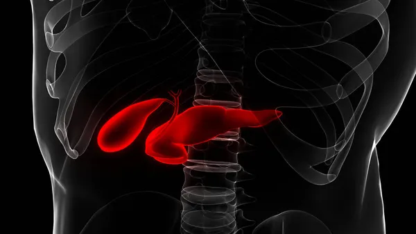 Organo Umano Pancreas Interno Con Anatomia Della Cistifellea — Foto Stock