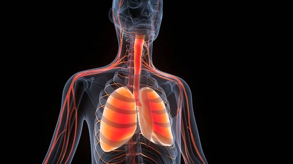 Anatomie Pulmonaire Système Respiratoire Humain — Photo