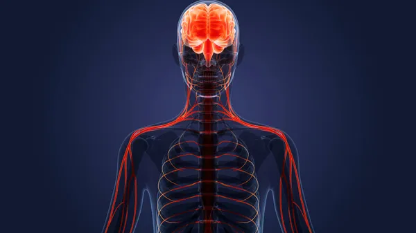 Menselijk Centraal Zenuwstelsel Hersenanatomie — Stockfoto