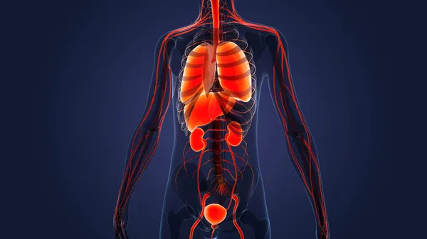 Human Urinary System Kidneys Bladder Anatomy — стокове фото