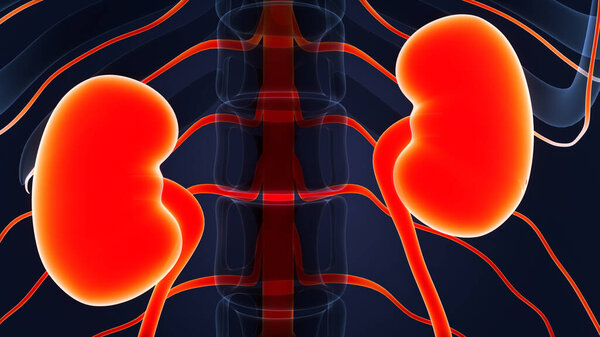 Human Urinary System Kidneys Anatomy. 3D