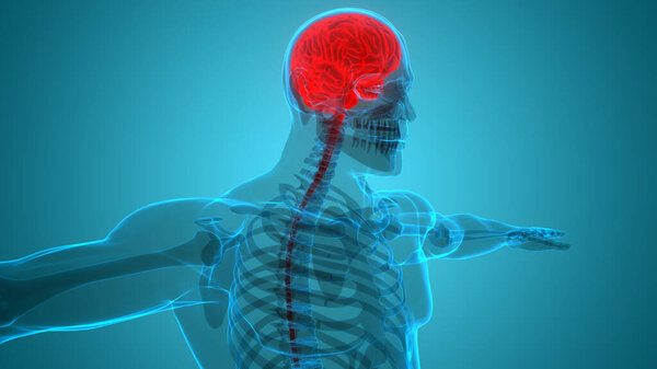 Анатомия мозга центральной нервной системы человека. 3D