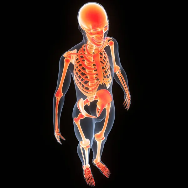 Ilustracja Anatomii Ludzkiego Szkieletu Systemu — Zdjęcie stockowe