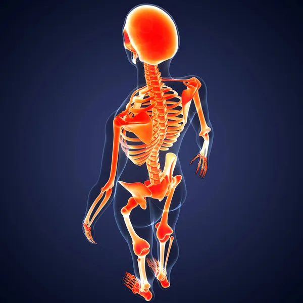 Nsan Iskelet Sistemi Anatomisi Çizimi — Stok fotoğraf