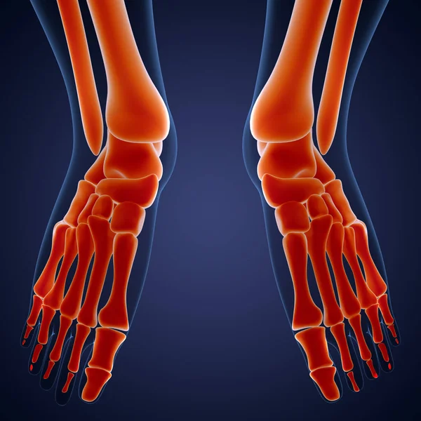 Ludzki System Szkieletowy Stopy Stawy Kostne Anatomia — Zdjęcie stockowe