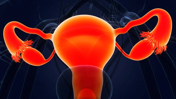 女性生殖系统与神经系统解剖 — 图库照片