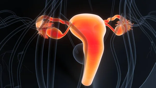 Női Reproduktív Rendszer Idegrendszeri Anatómiával — Stock Fotó