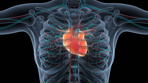 Human Circulatory System Heart Anatomy. 3D
