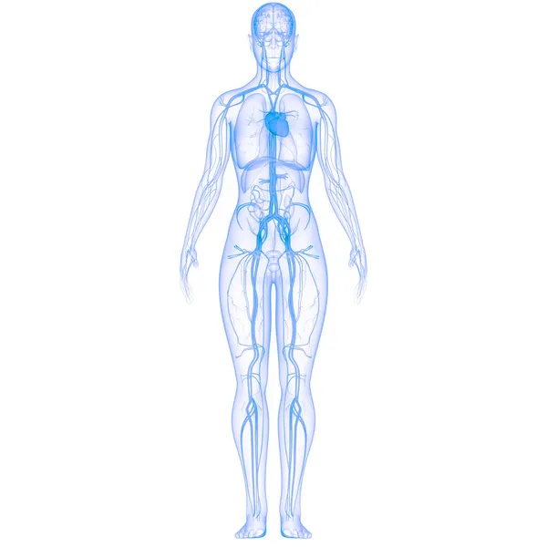 Anatomia Cardiaca Del Sistema Circolatorio Umano — Foto Stock