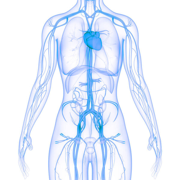 Human Circulatory System Heart Anatomy. 3D