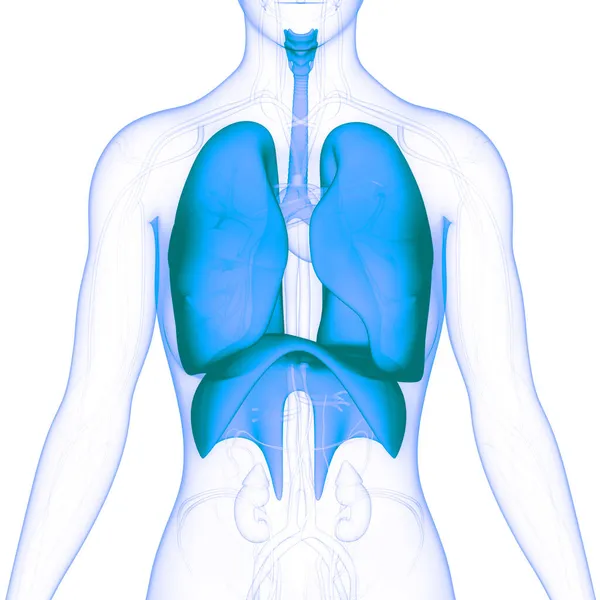 Anatomie Van Het Menselijk Ademhalingssysteem — Stockfoto