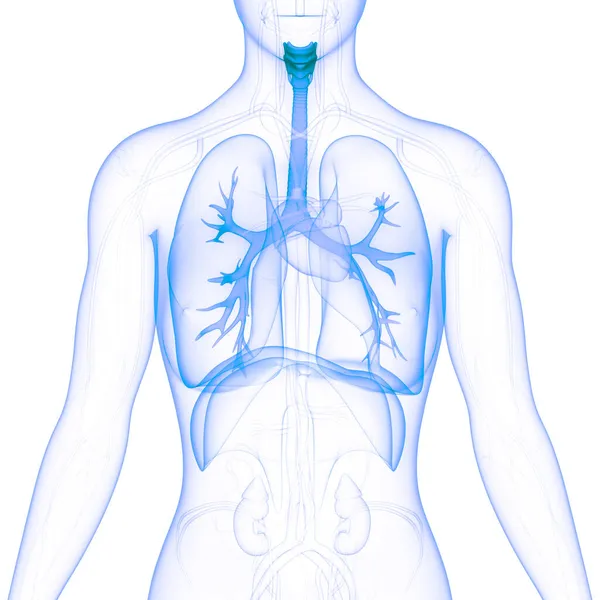 Anatomie Plic Lidského Dýchacího Ústrojí — Stock fotografie