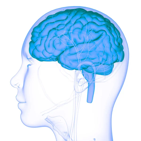 Anatomía Cerebral Del Sistema Nervioso Central Humano — Foto de Stock