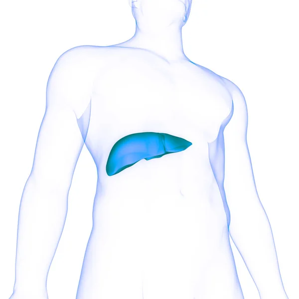 Ludzki Wewnętrzny Organ Trawienny Anatomia Wątroby — Zdjęcie stockowe