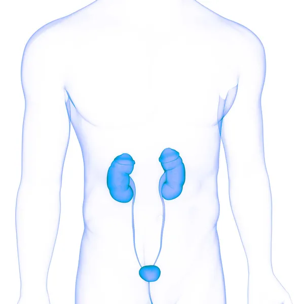 Anatomia Renale Del Sistema Urinario Umano — Foto Stock