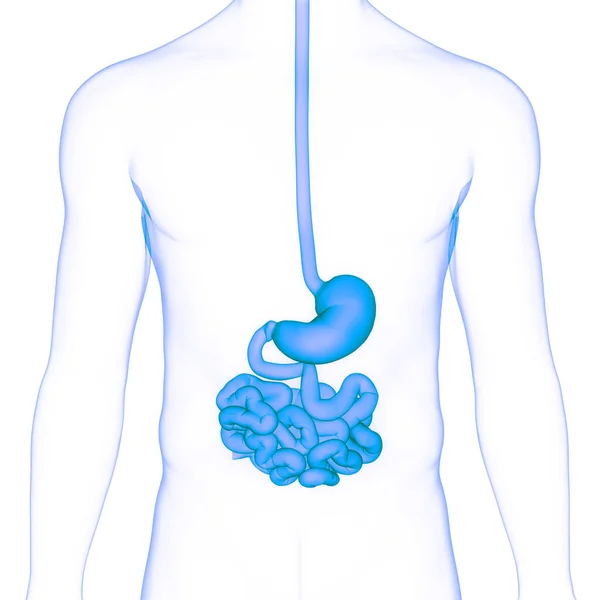 Anatomie Des Menschlichen Verdauungssystems — Stockfoto