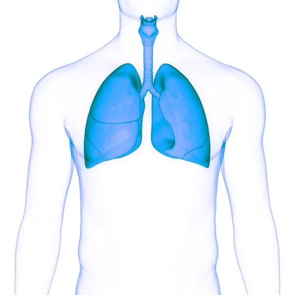 Anatomie Der Lungen Des Menschlichen Atemsystems — Stockfoto