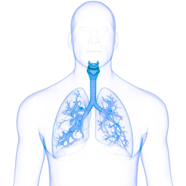 Human Respiratory System Lungs Anatomy — Stock Photo, Image