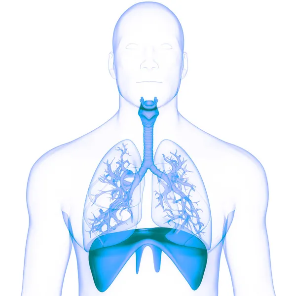 Anatomia Diafragma Humano Ilustração — Fotografia de Stock