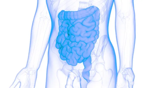 Anatomie Des Menschlichen Verdauungssystems — Stockfoto