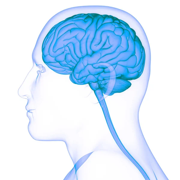 Anatomía Cerebral Del Sistema Nervioso Central Humano — Foto de Stock