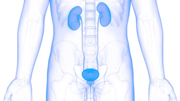 Anatomía Renal Del Sistema Urinario Humano —  Fotos de Stock