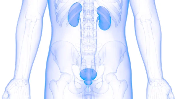Anatomi Ginjal Sistem Urin Manusia — Stok Foto