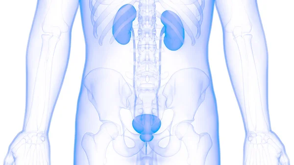 Anatomía Renal Del Sistema Urinario Humano — Foto de Stock