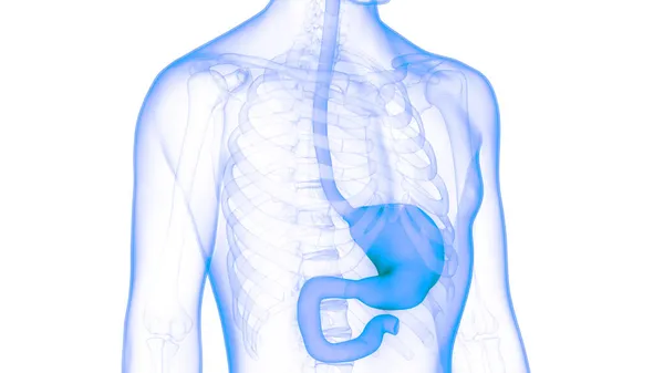 Emberi Emésztőrendszer Gyomor Anatómia — Stock Fotó