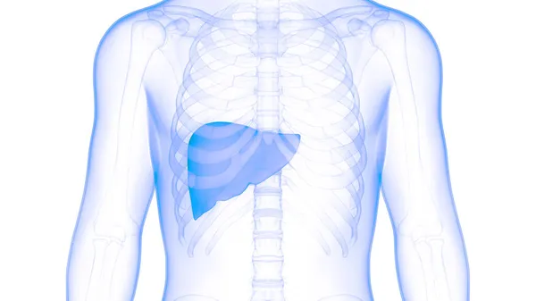 Human Internal Digestive Organ Liver Anatomy Inglés — Foto de Stock