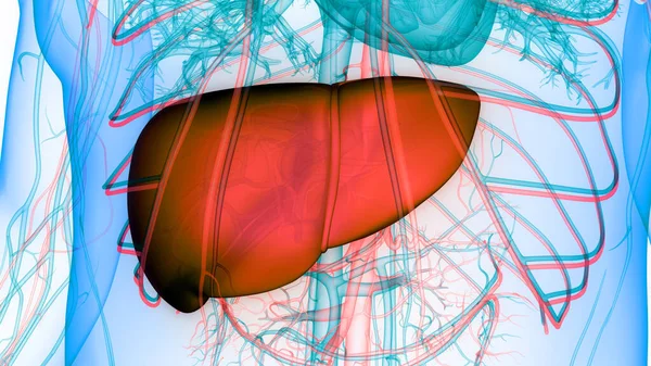 Lidský Vnitřní Zažívací Orgán Anatomie Jater — Stock fotografie