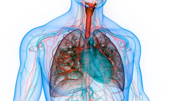 Анатомия Сердца Системы Кровообращения Человека — стоковое фото