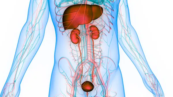 Anatomie Des Menschlichen Verdauungsorgans Leber — Stockfoto