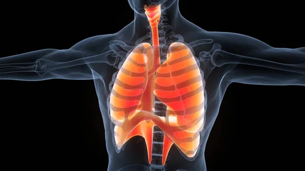 Sistemul Respirator Uman Plămâni Anatomie — Fotografie, imagine de stoc