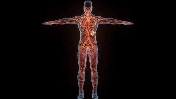 Nsan Sistemi Lenf Düğümleri Anatomisi Boyut — Stok fotoğraf