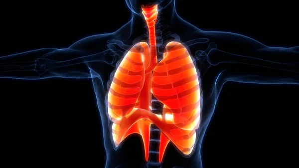 Human Respiratory System Lungs Anatomy — стокове фото