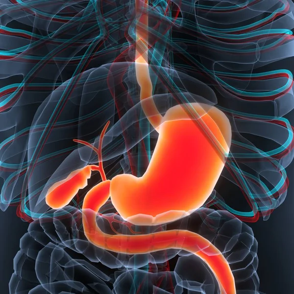 Anatomía Del Sistema Digestivo Humano — Foto de Stock