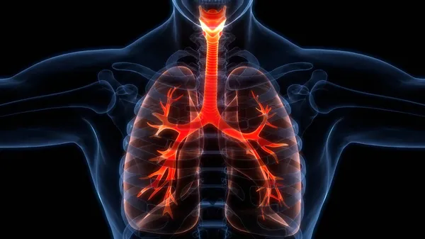 Anatomia Polmonare Del Sistema Respiratorio Umano — Foto Stock