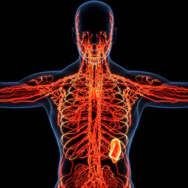 Человеческая Внутренняя Система Lymph Nodes Anatomy — стоковое фото