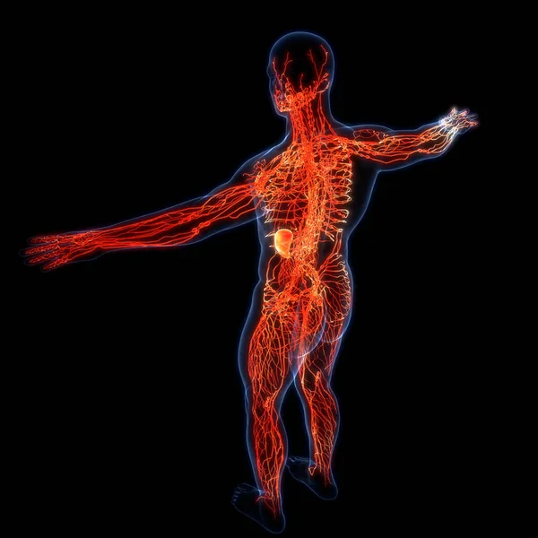 Sistema Interno Umano Anatomia Linfonodale — Foto Stock
