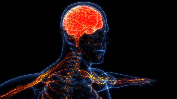 Анатомия мозга центральной нервной системы человека. 3D