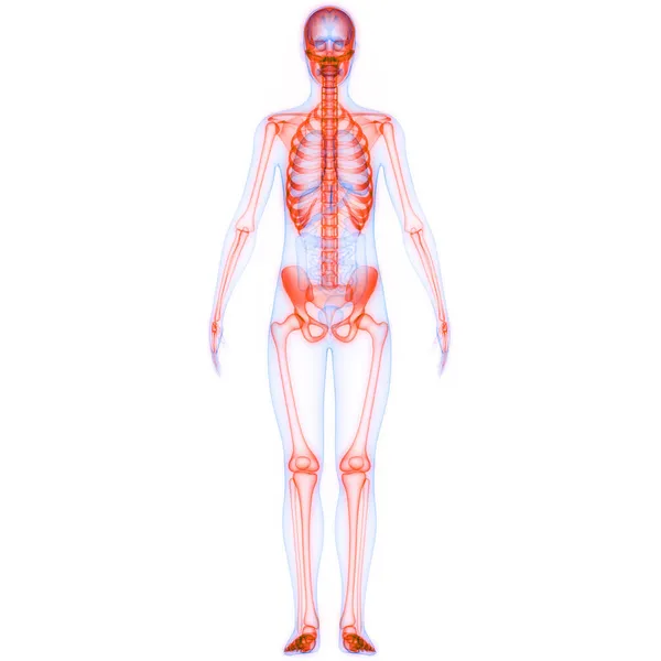 Nsan Iskelet Sistemi Anatomisi Çizimi — Stok fotoğraf