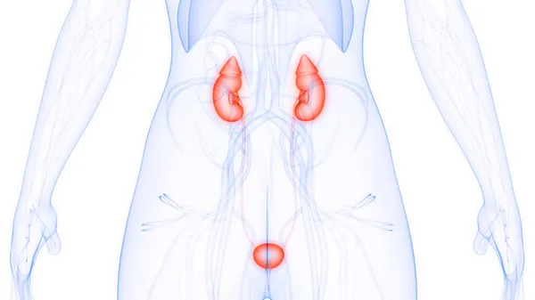 Ludzki Układ Moczowy Nerki Anatomia — Zdjęcie stockowe