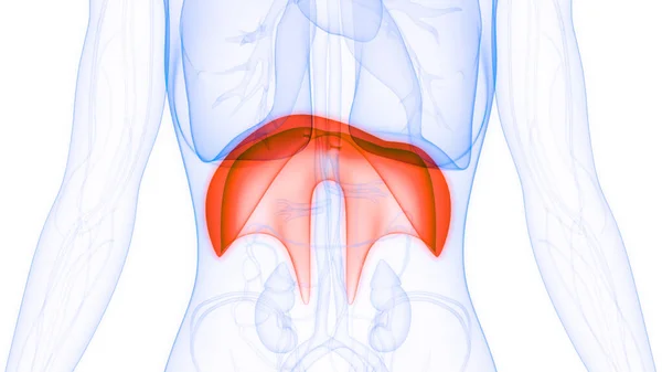 Anatomía Del Diafragma Humano Ilustración — Foto de Stock