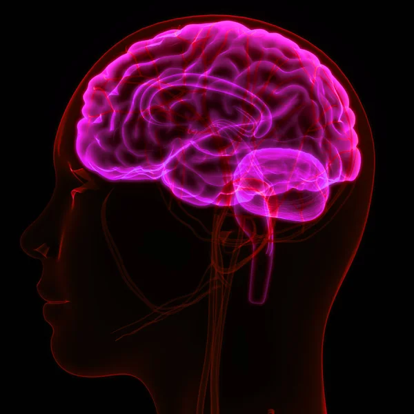 İnsan Merkezi Sinir Sistemi Beyin Anatomisi. 3d