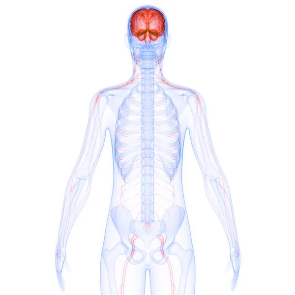 Anatomie Des Menschlichen Zentralnervensystems — Stockfoto