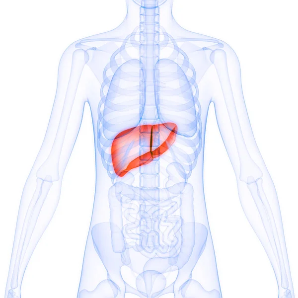 Human Internal Digestive Organ Liver Anatomy Inglés — Foto de Stock